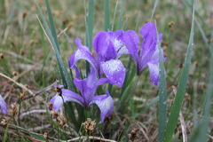 Iris lactea biglumis