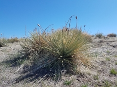 Yucca glauca