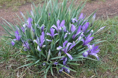 Iris lactea biglumis