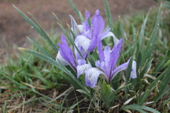 Iris lactea biglumis