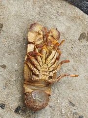 Scyllarides deceptor