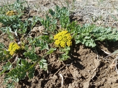 Musineon divaricatum