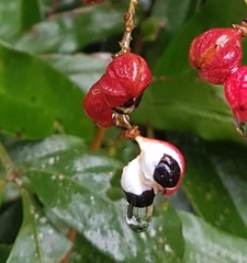 Paullinia trigonia