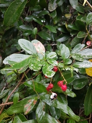 Paullinia trigonia