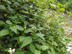 Lamium flexuosum