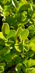 Hippodamia convergens