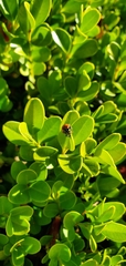 Hippodamia convergens