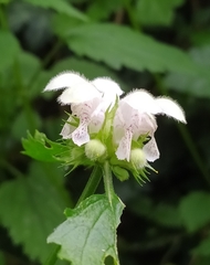 Lamium flexuosum