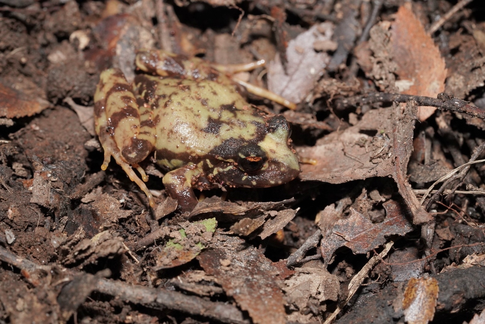 Eupsophus contulmoensis Ortiz, Ibarra-Vidal & Formas, 1989