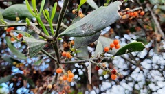 Phoradendron quadrangulare