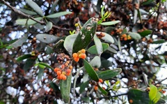 Phoradendron quadrangulare