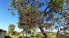 Phoradendron quadrangulare