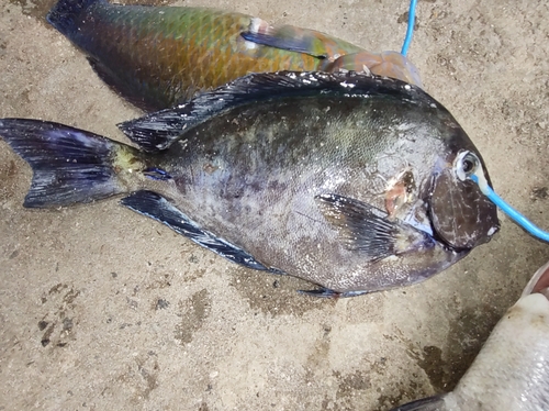 Ocean surgeonfish (Acanthurus bahianus) — Acanthuridae