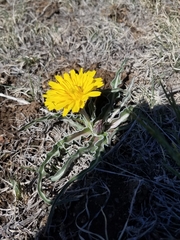 Nothocalais cuspidata