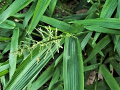 Setaria poiretiana
