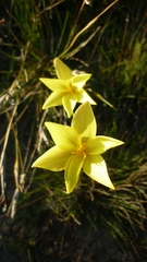 Hesperantha falcata