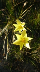 Hesperantha falcata
