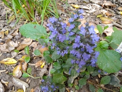 Ajuga reptans