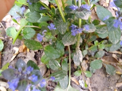 Ajuga reptans