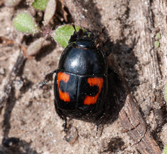Hister quadrimaculatus