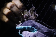 Macrotus californicus