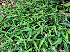 Setaria poiretiana