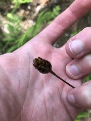 Xyris caroliniana