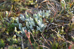 Helichrysum arenarium