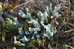 Helichrysum arenarium
