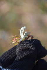 Helichrysum arenarium