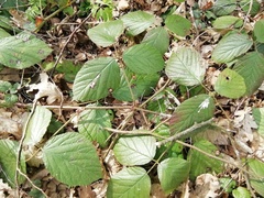 Rubus pedemontanus
