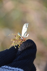 Helichrysum arenarium