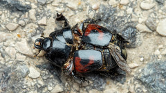 Hister quadrimaculatus