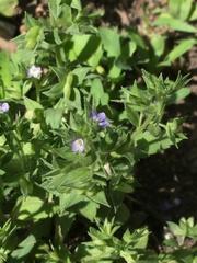 Veronica cardiocarpa