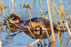 Podiceps auritus