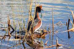 Podiceps auritus
