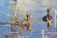 Podiceps auritus