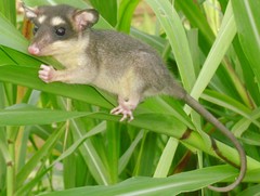 Philander opossum