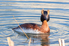 Podiceps auritus
