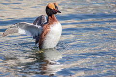 Podiceps auritus