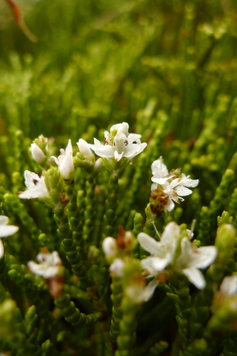 Veronica hectorii Hook.fil.