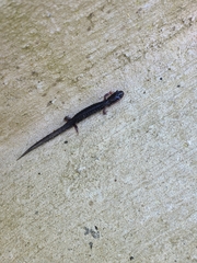 Plethodon glutinosus