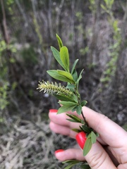 Salix vinogradovii