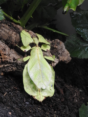 Phylliidae