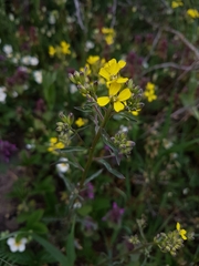 Erysimum crepidifolium