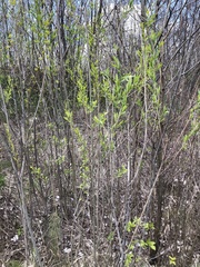 Salix vinogradovii