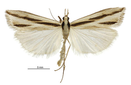 Scoparia claranota