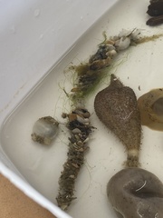 Diopatra cuprea