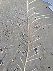 Antillogorgia bipinnata