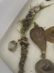 Diopatra cuprea